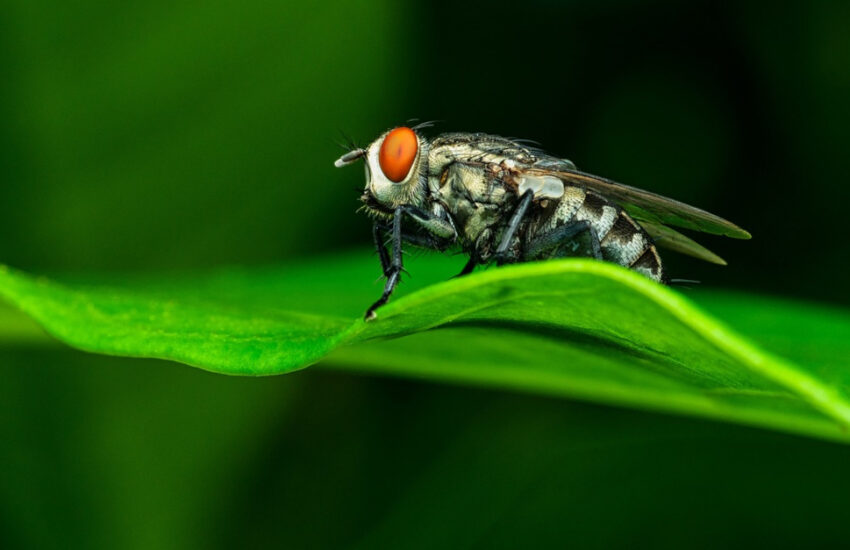 découvrez la mouche