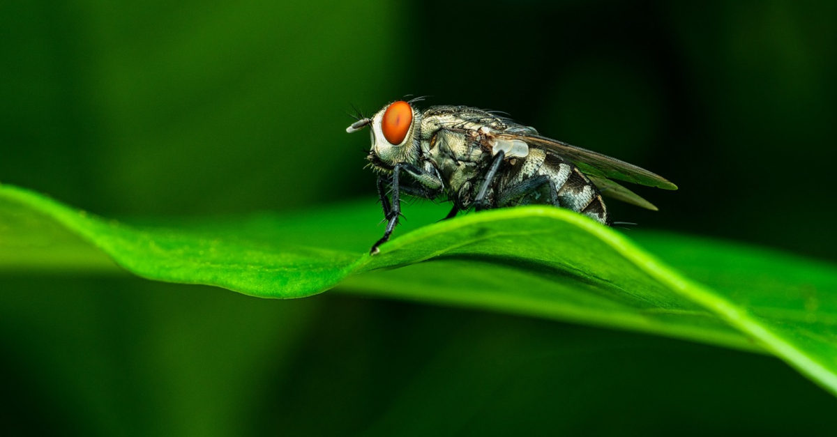 découvrez la mouche